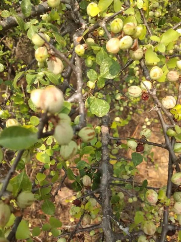 Indiai Gileádi balzsam - Ceyloni mirrha, Commiphora berryi, etnobotanika